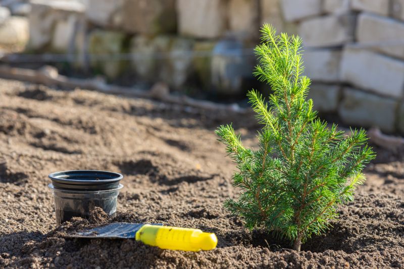 Pine Tree Planting in Ventura County, CA