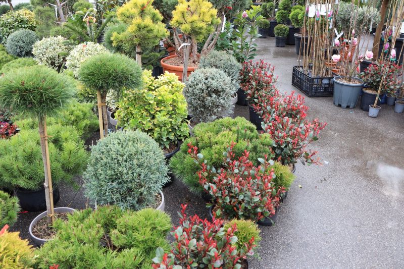 Container Plant Arrangements